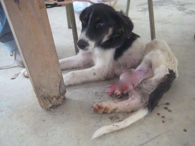 Dog with injured leg