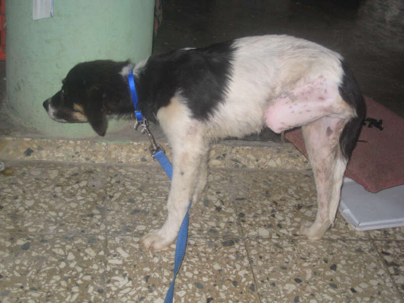 Dog with amputated leg
