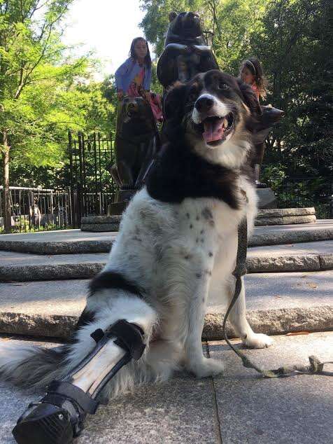 Special needs dog in Central Park