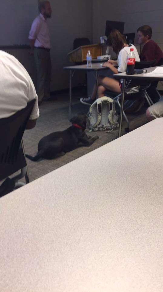 student brings dog to class