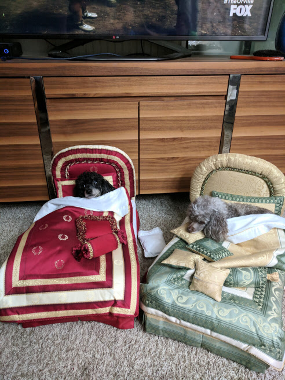 Dogs Wait Out Hurricane In Tiny Doll Beds Their Great Grandma Made