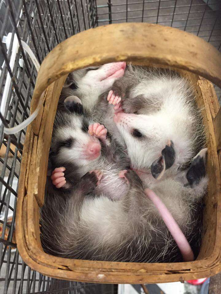 Rescued opossums squeezing into basket together