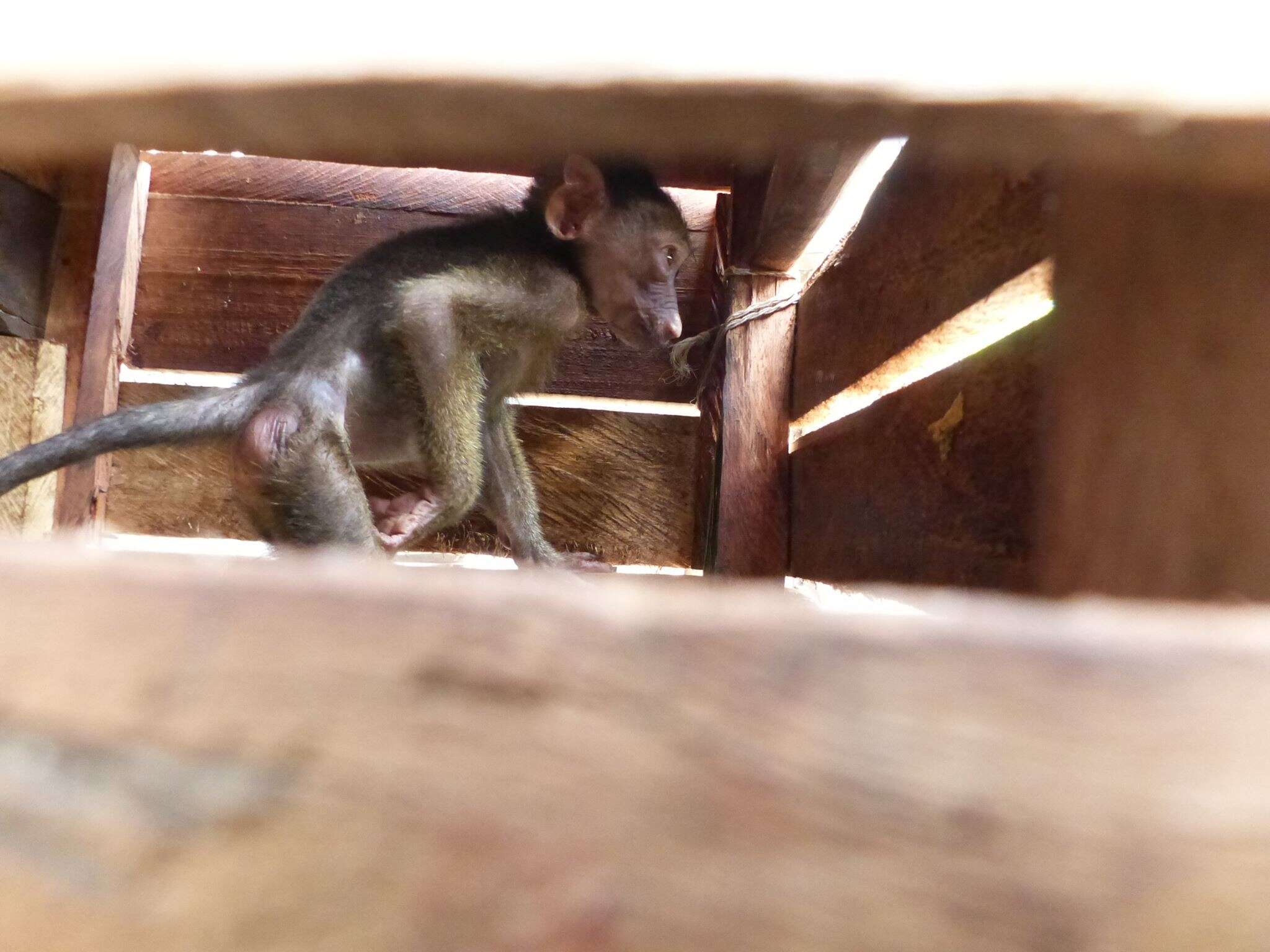 Baboon in crate