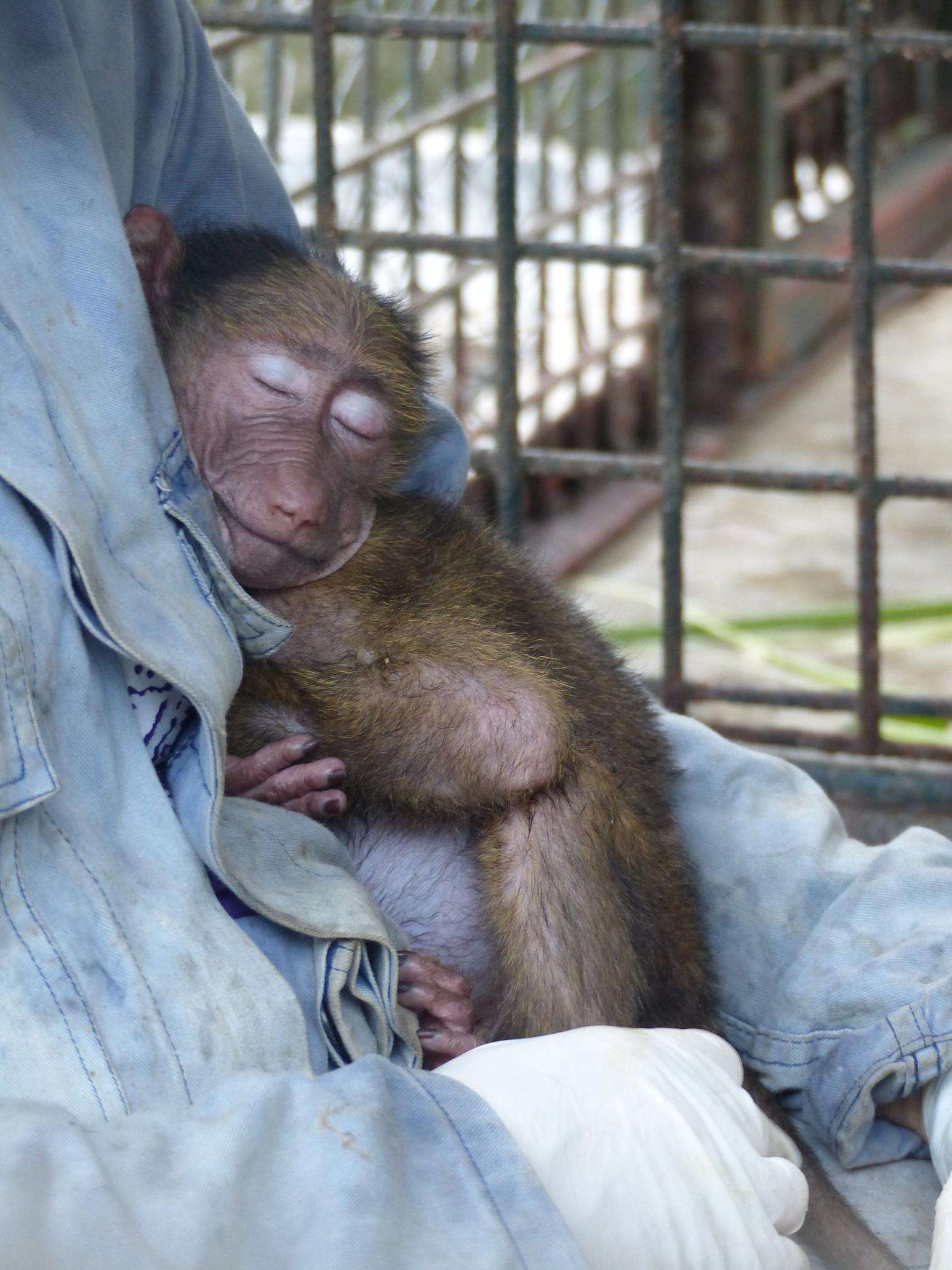 Rescued baboon sleeping on caretaker