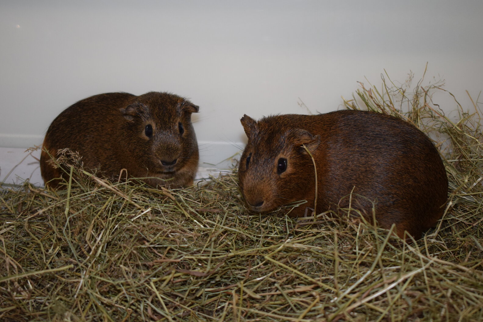 Guinea Pigs Abandoned In Broken Cage Are Looking For A Forever Home