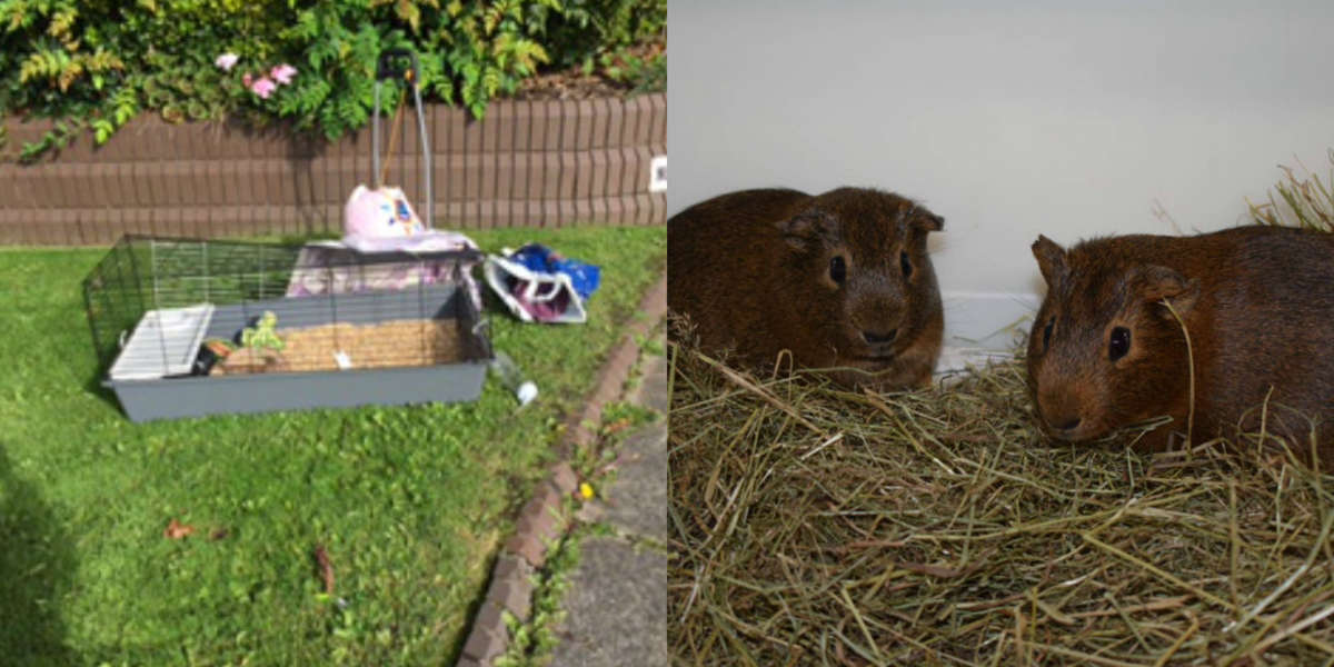 Guinea Pigs Abandoned In Broken Cage Are Looking For A Forever Home