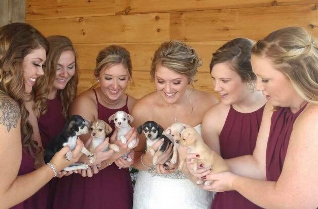 Bride Uses Adoptable Rescue Puppies As Bouquets At Her Wedding The Dodo(00)