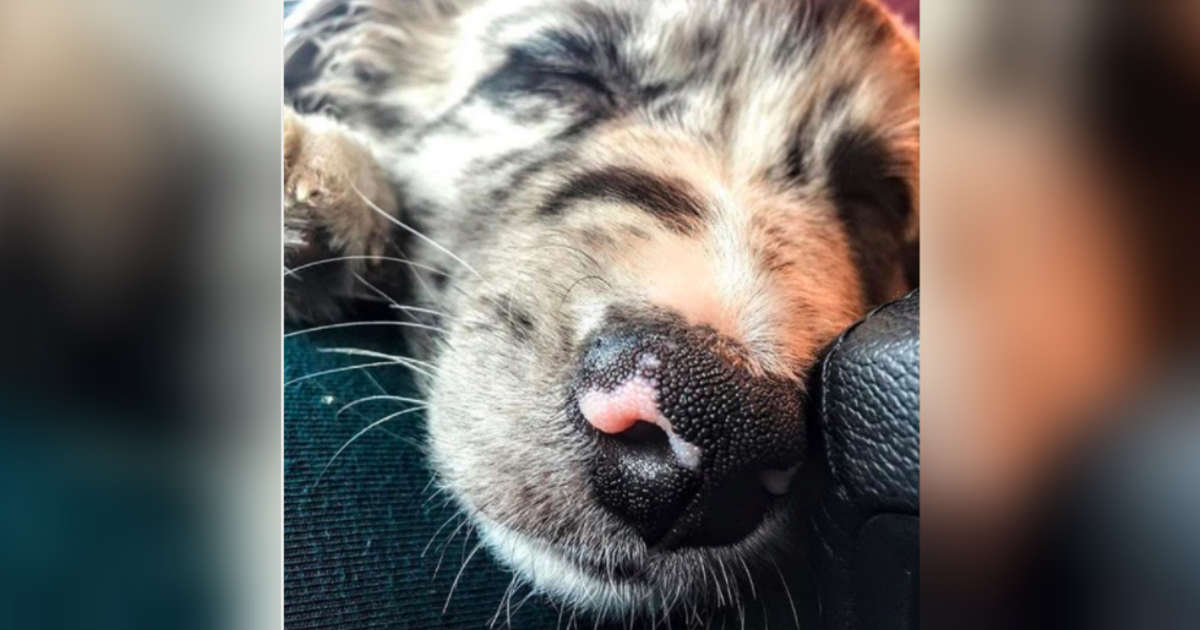 what does it mean when your dog's nose is dry
