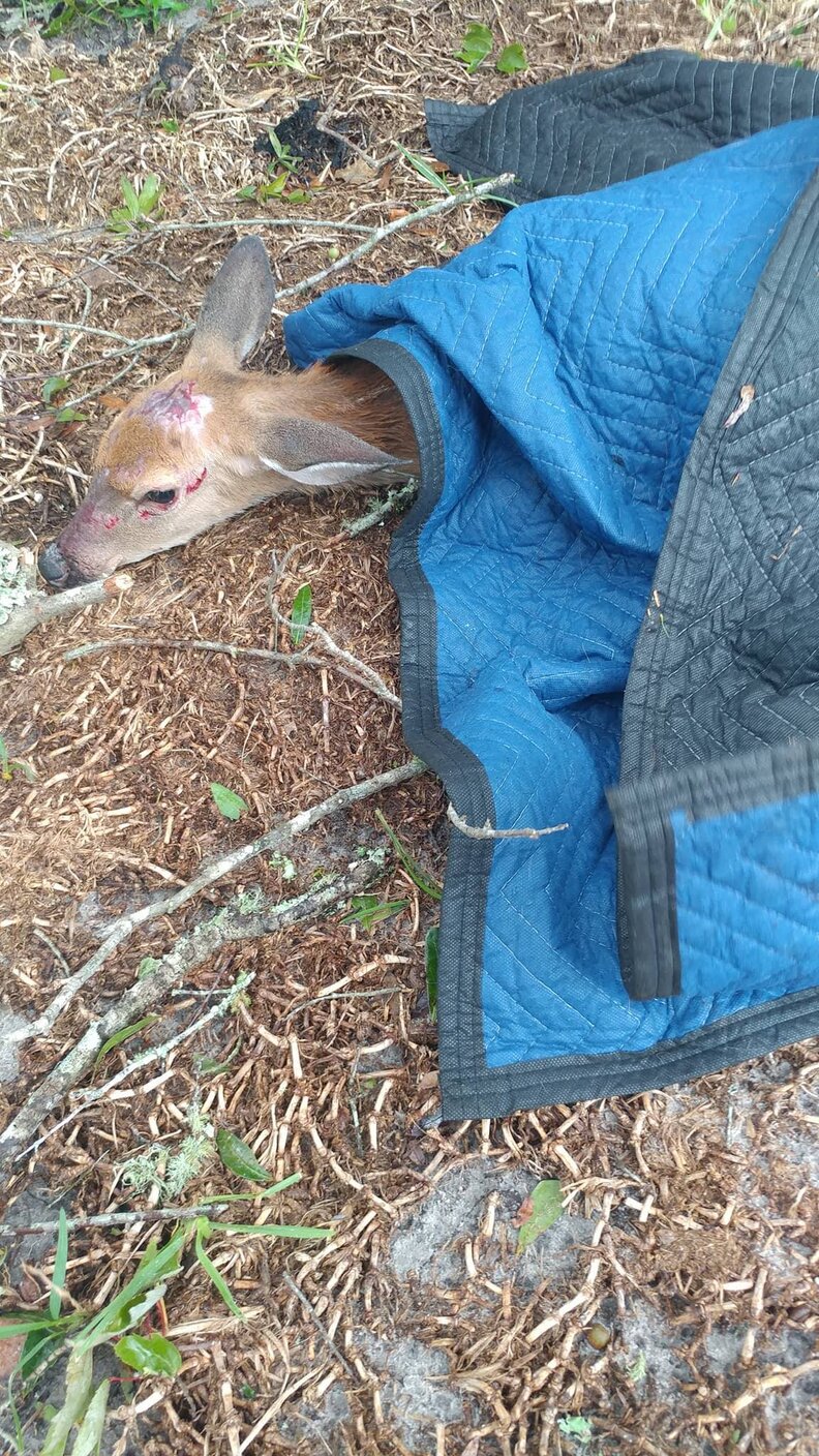 Deer saved from hurricane