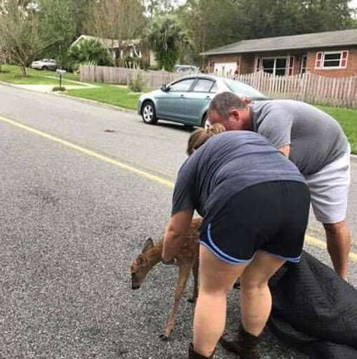 People helping baby deer hurt in hurricane