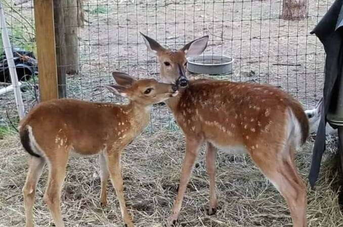 Deer meets friend at rescue center after getting saved from Hurricane Irma