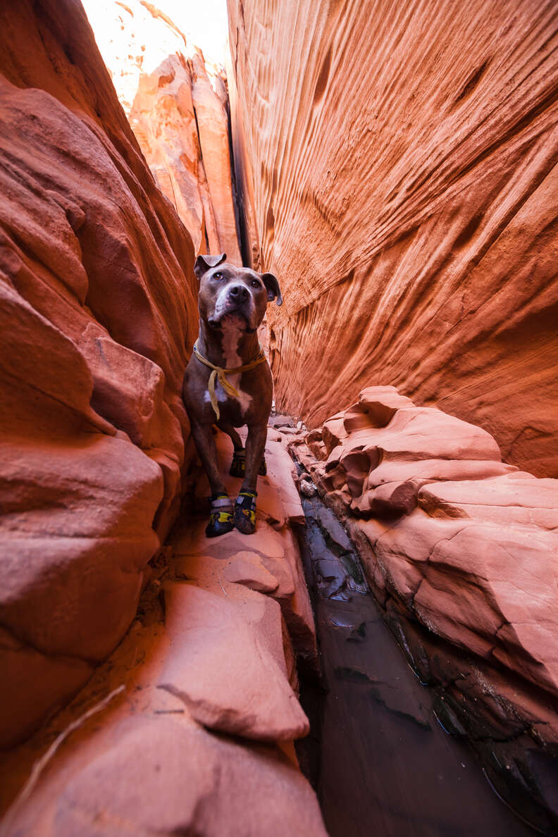 anxious dog loves to adventure now