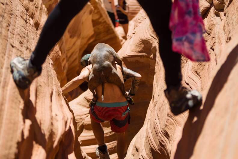 anxious dog loves to adventure now