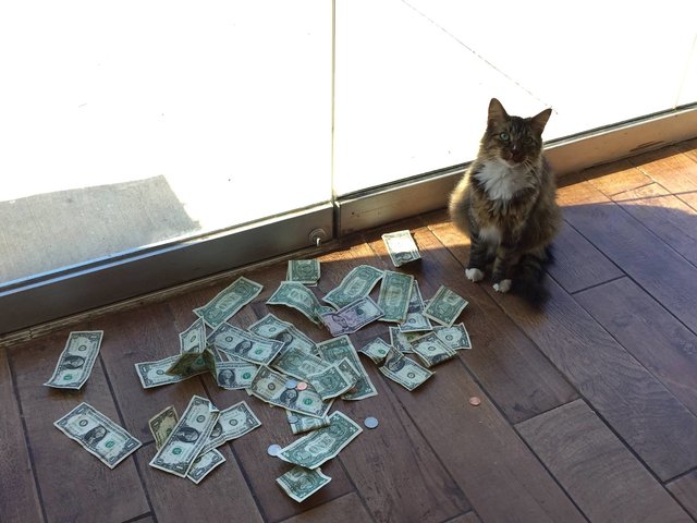 Cat Steals Money