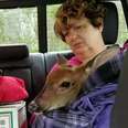 People Rush To Save Baby Deer Caught In Hurricane