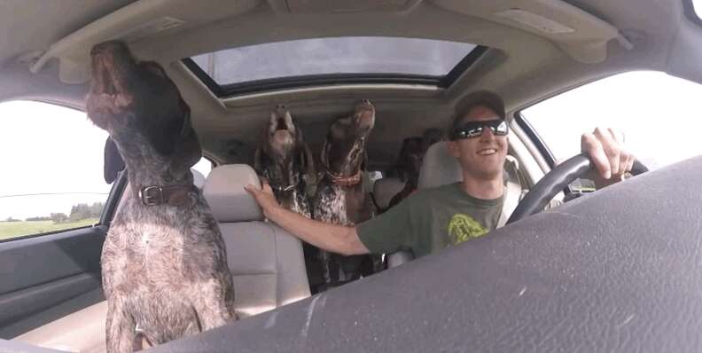 Car Full Of Dogs FREAK OUT When They Learn They're Going To The Park - The  Dodo