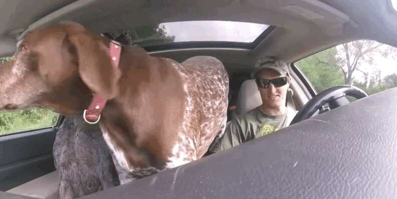 Car Full Of Dogs FREAK OUT When They Learn They're Going To The Park - The  Dodo