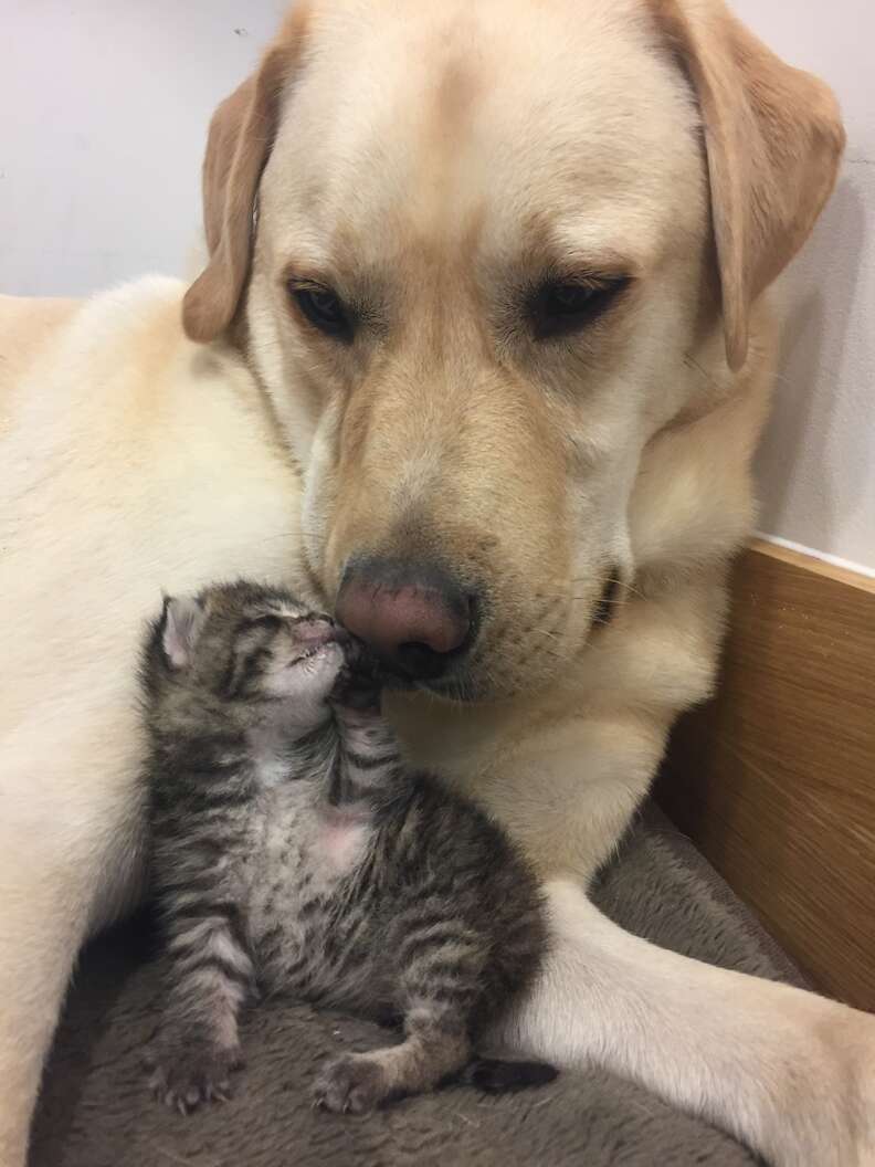 Labrador cheap and kitten