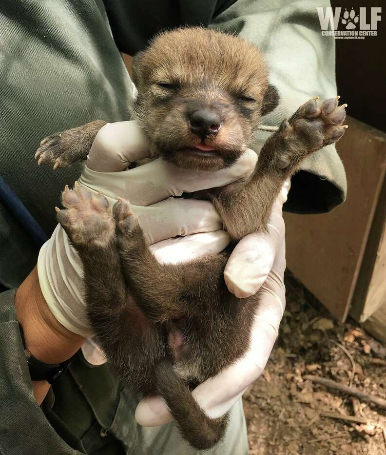 Mexican gray wolf pup born at conservation center