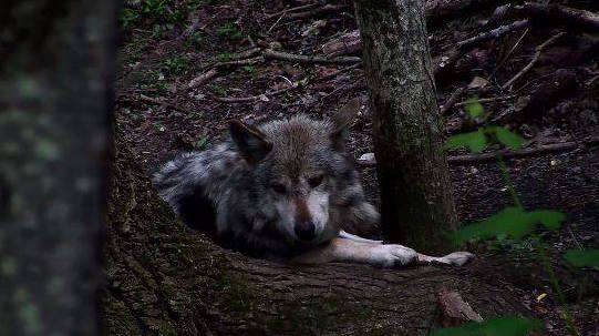 Mexican gray wolf at conservation center