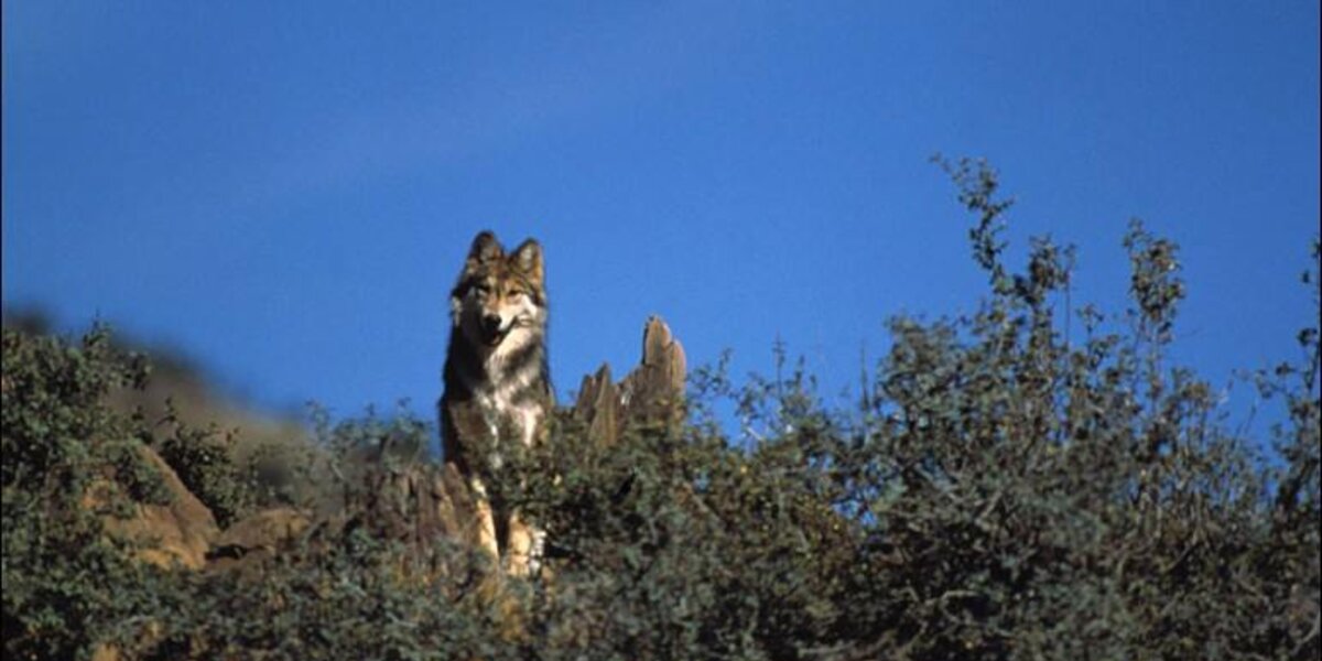 Extremely Endangered Mexican Gray Wolf Secretly Shot In Arizona - The Dodo