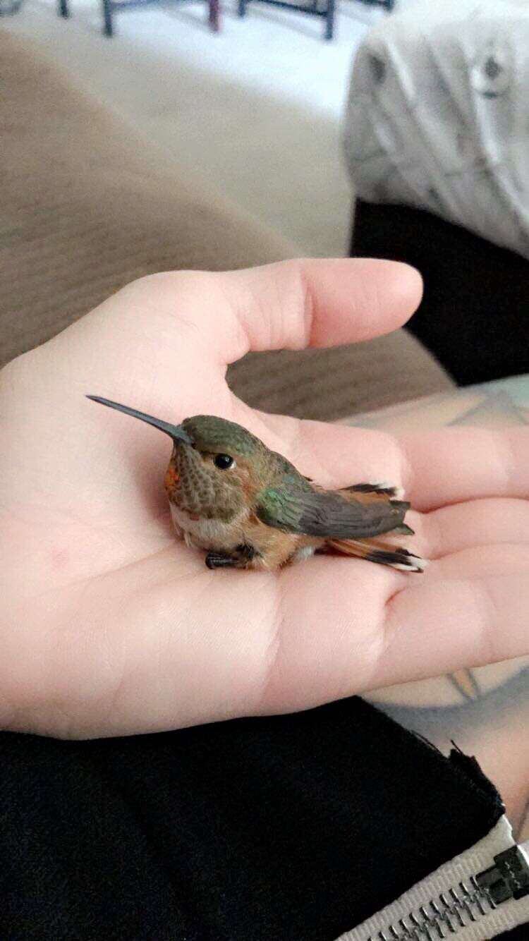 hummingbird rescue