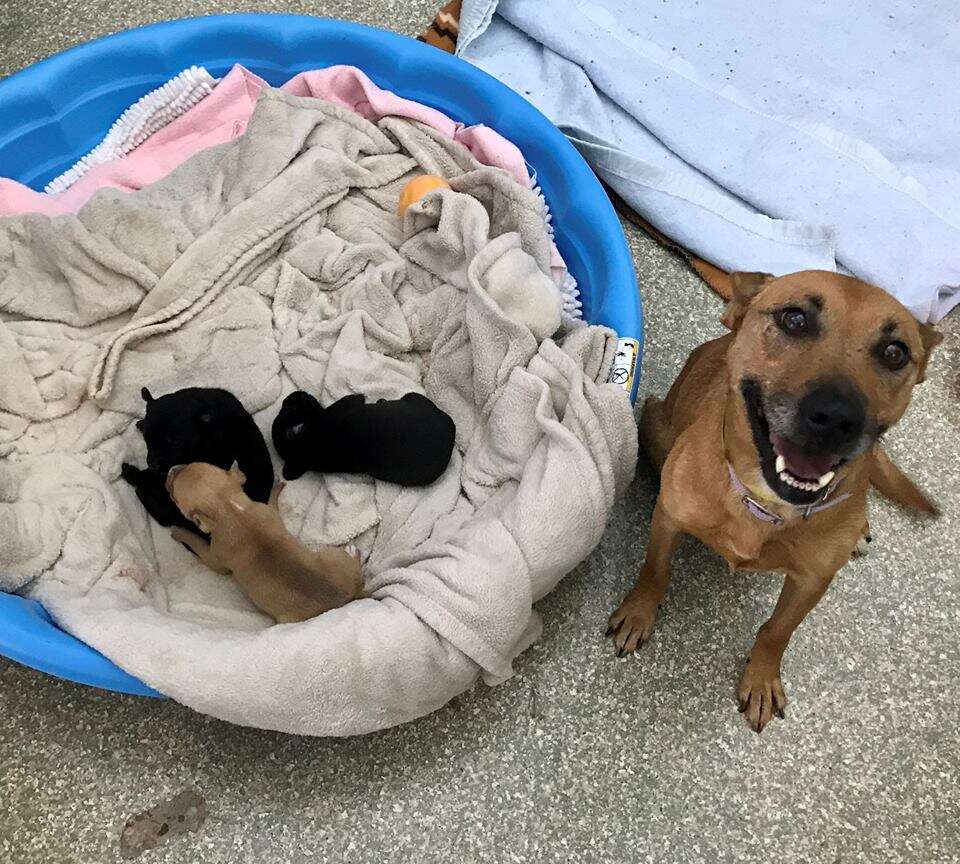 Mom dog with her puppies