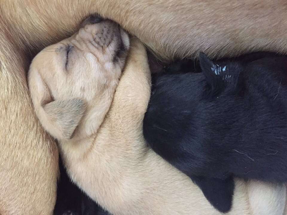 Puppy cuddling with mother