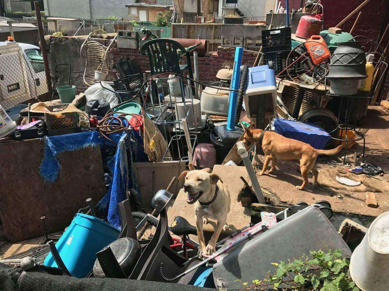 Dogs living in junkyard
