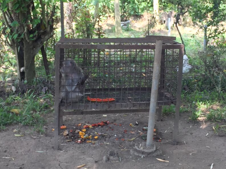 Zoo Monkey Spends Every Day Trying To Get Out Of These Chains - The Dodo
