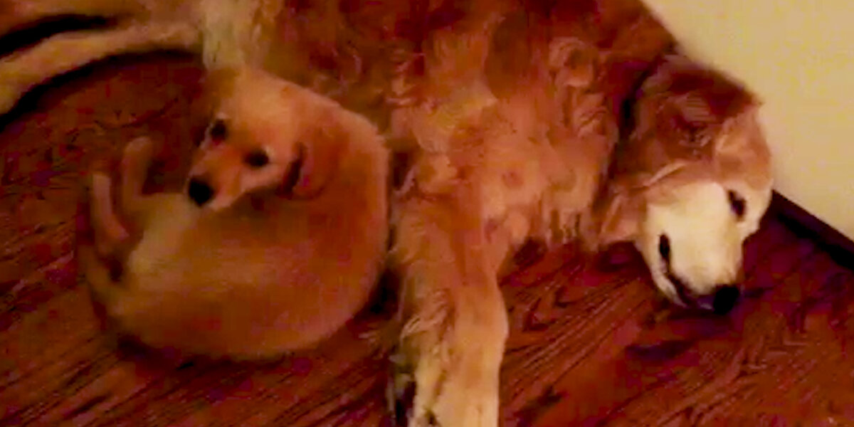 Puppy Comforts Her Mom During A Nightmare Videos The Dodo