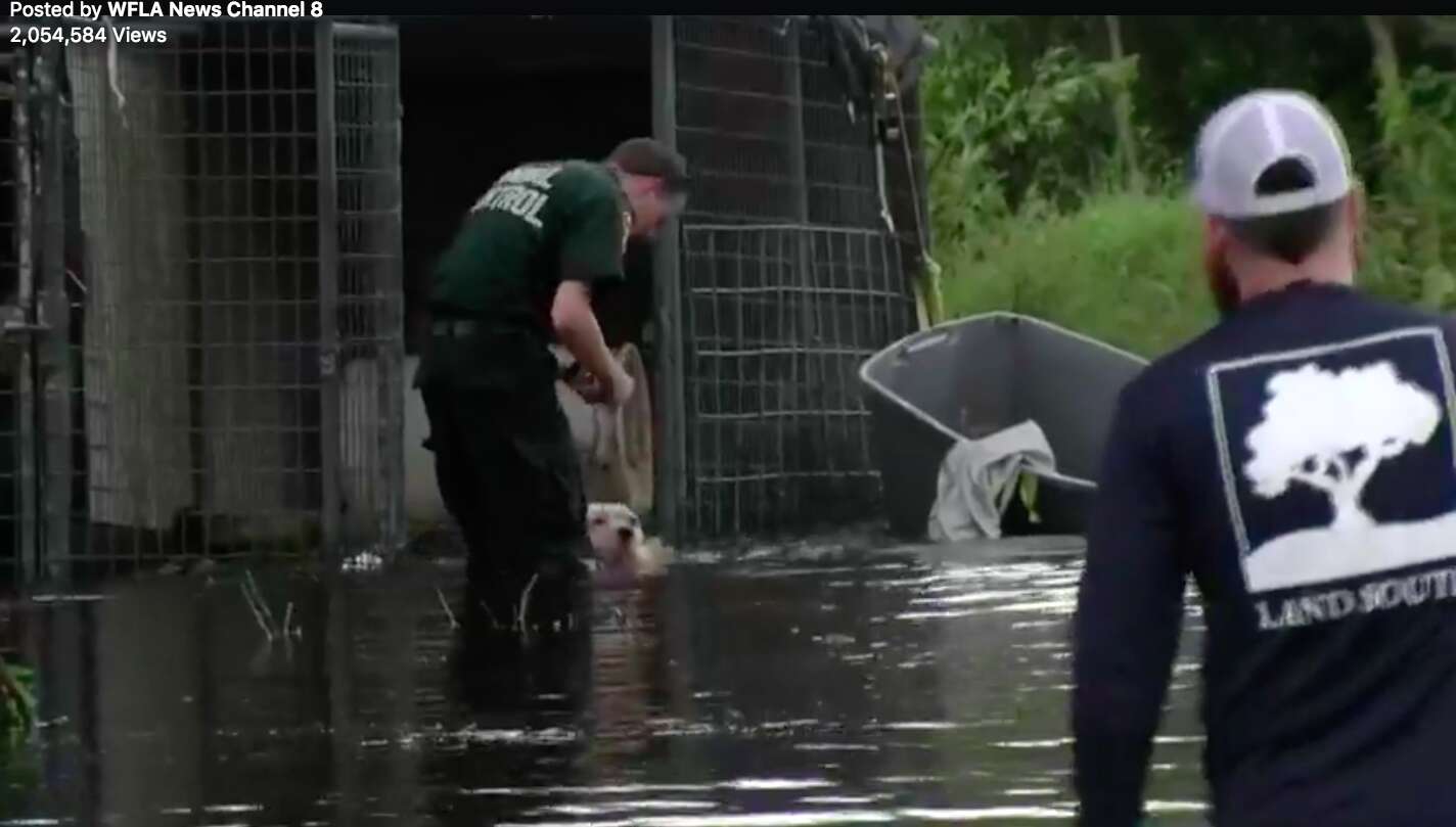 dogs stranded irma hurricane rescued