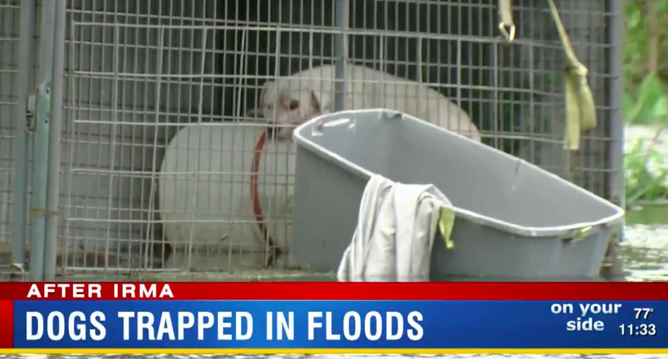 dogs stranded irma rescued