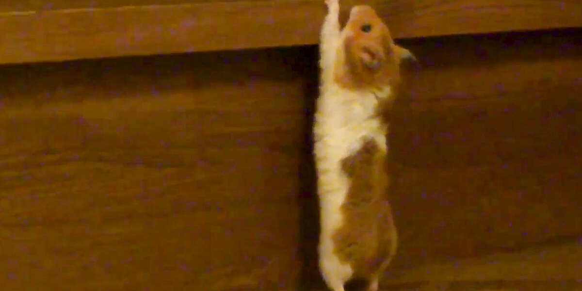 Hamster Climbs The Stairs Videos The Dodo
