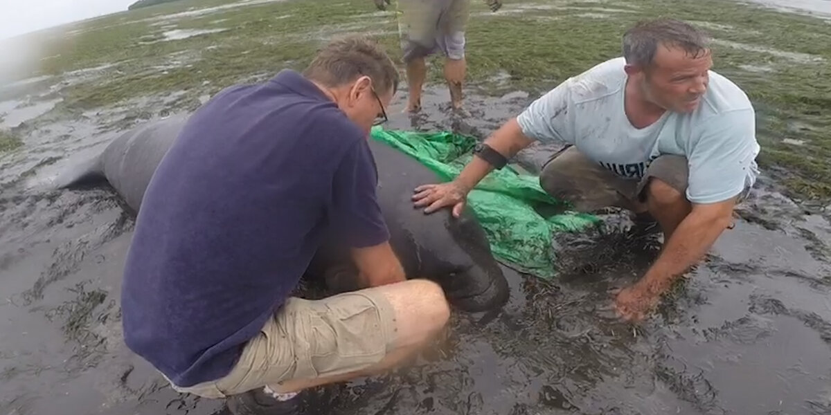 People Rescue Manatees In Hurricane Irma Videos The Dodo 2862