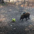 Baby Bush Pig Found All Alone Loves To Play Soccer Now 