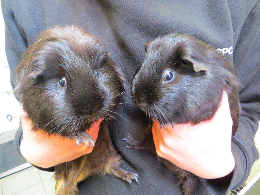abandoned guinea pigs