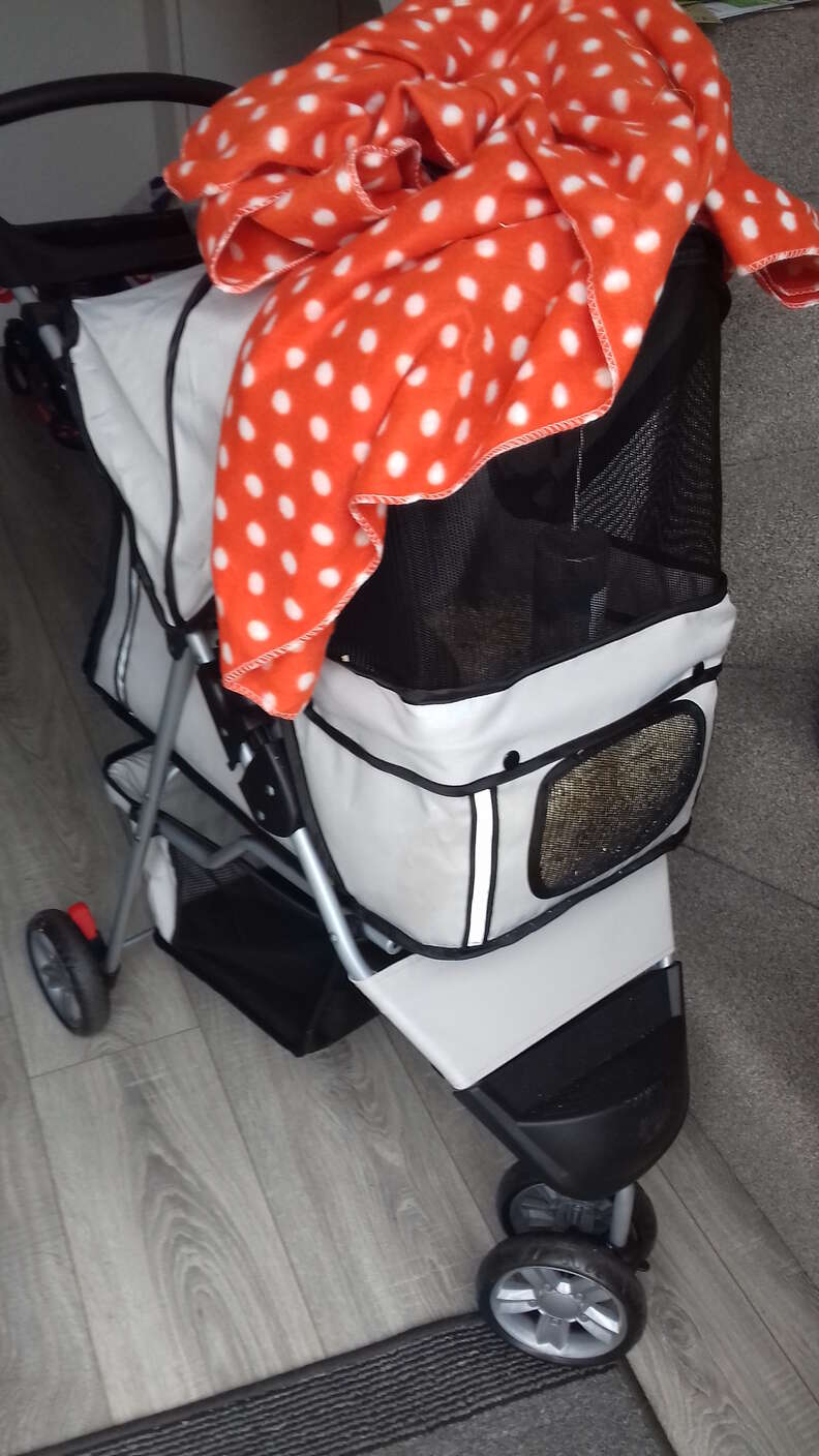 Guinea pig stroller best sale