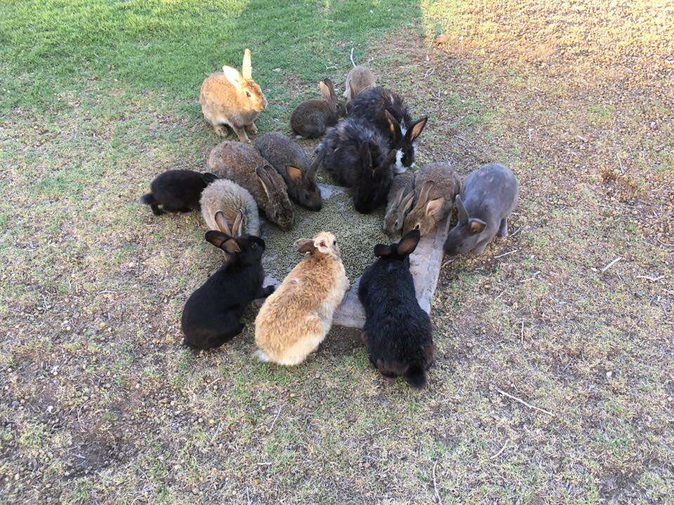 Rabbits eating from bowl
