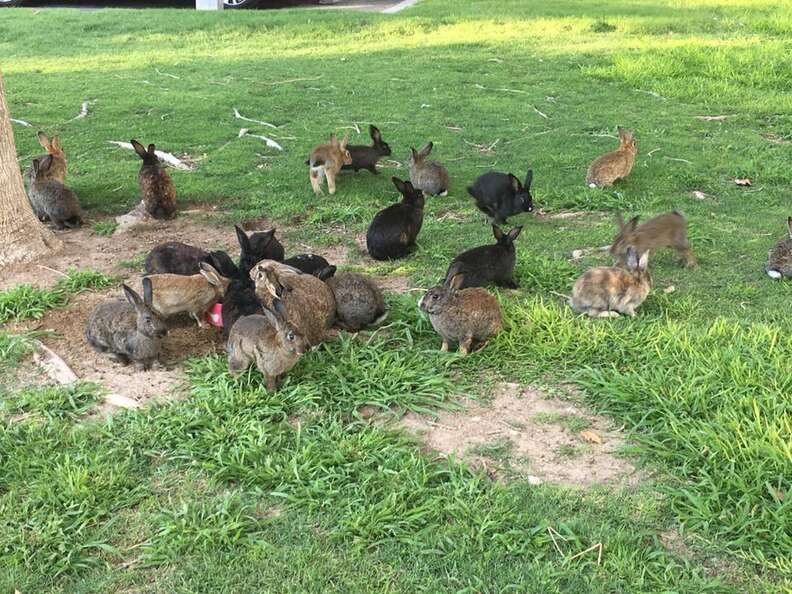 Domestic rabbits at dumping ground