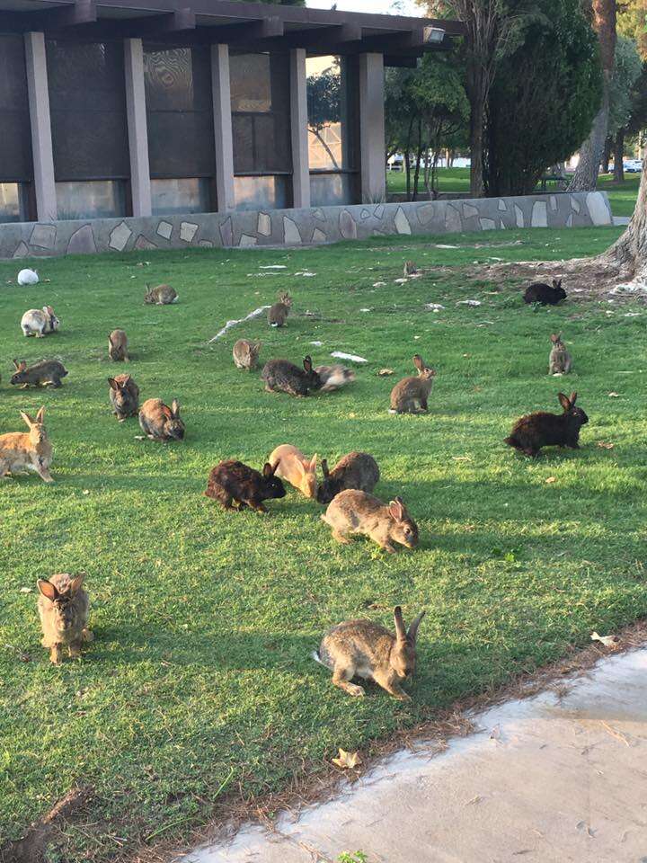 Rabbits at Vegas dumping ground