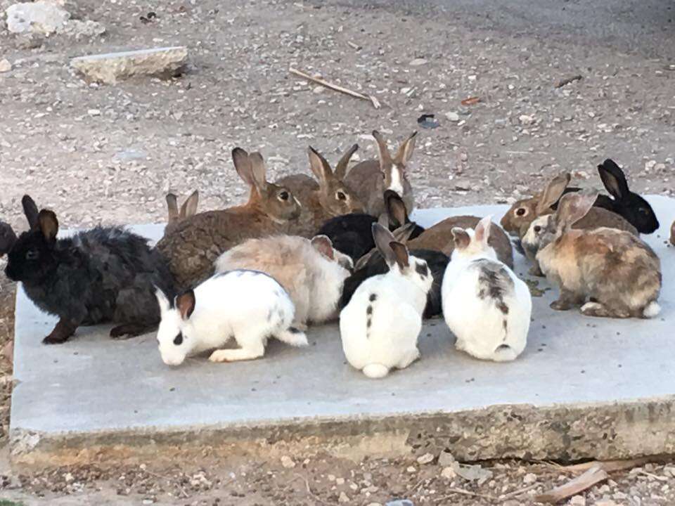 Rabbit at Las Vegas dumping ground