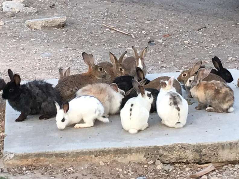 Rabbit at Las Vegas dumping ground