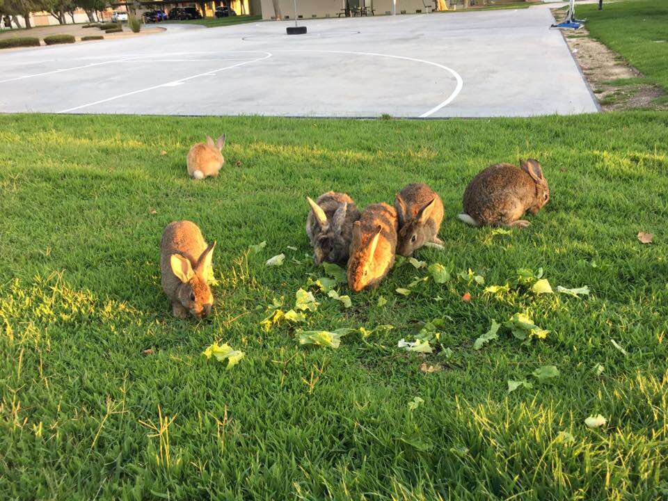 Rabbits out on grass