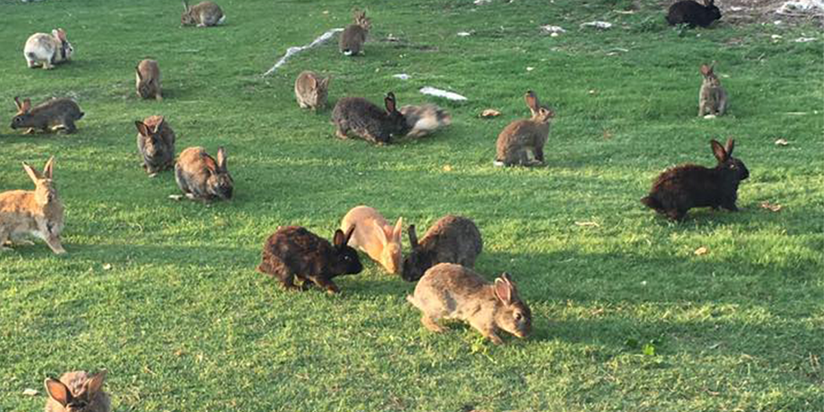 This Woman Is Trying To Stop The Abandoned Bunny Problem In Las Vegas