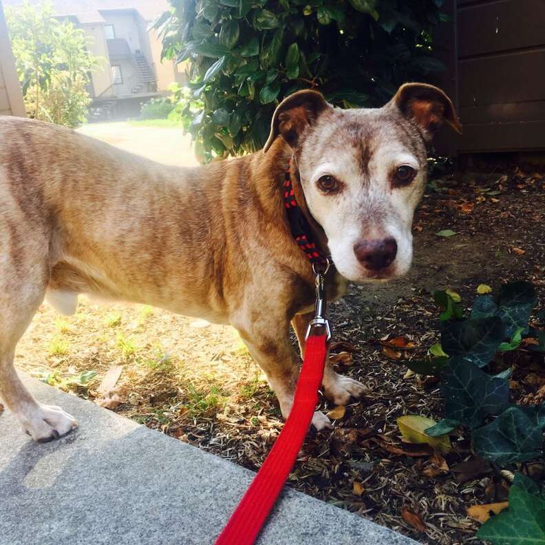 deaf senior dog