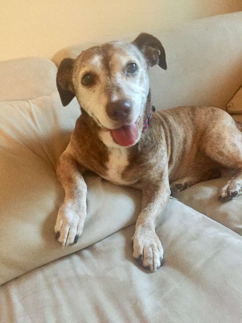 deaf senior dog