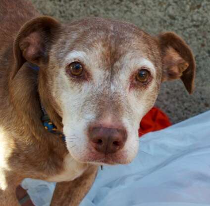 deaf senior dog