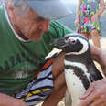 Penguin Visits The Guy Who Saved His Life, Every Single Year