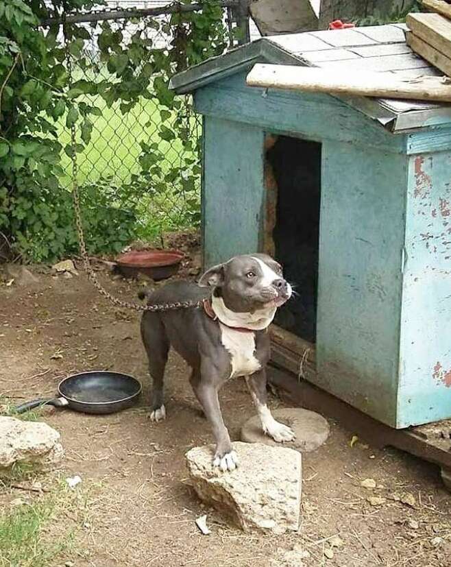 how big should a dog house be for a pitbull